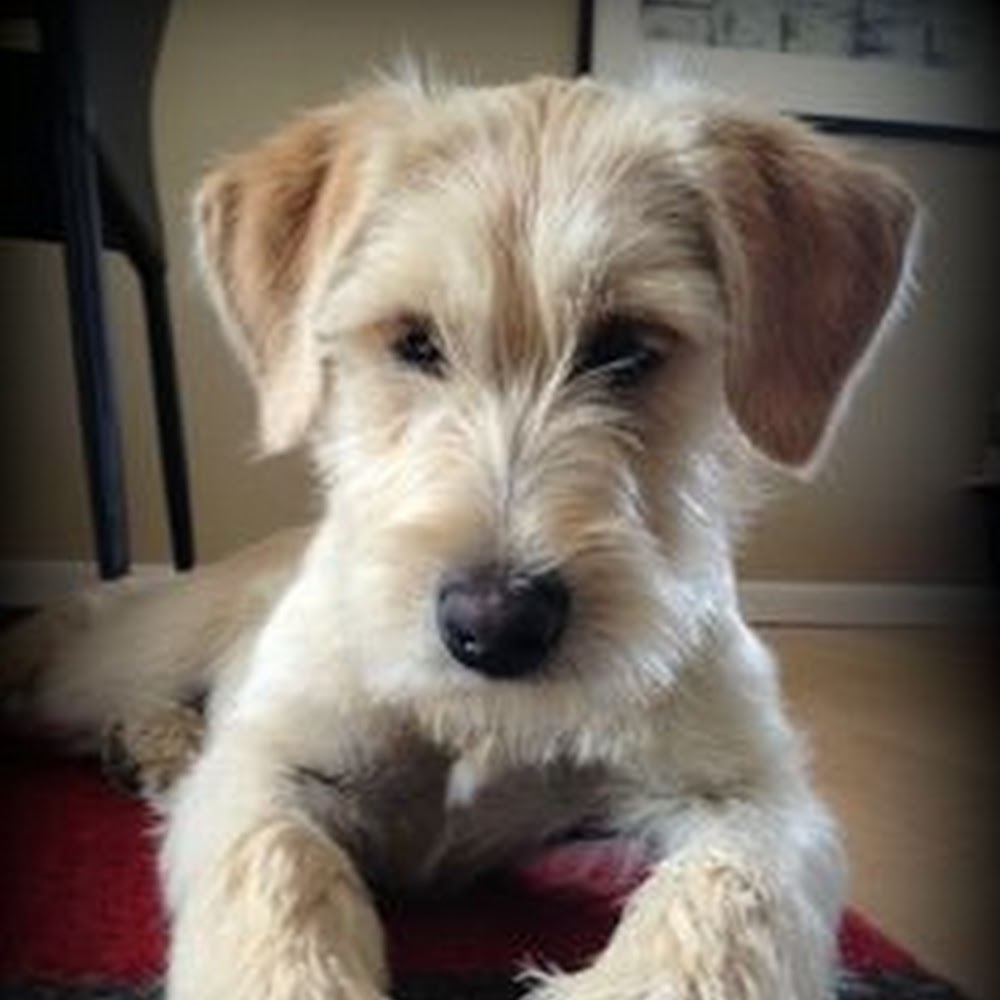 Meet your Posher, Leila